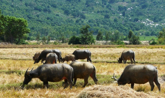 Mơ thấy con trâu hên hay xui