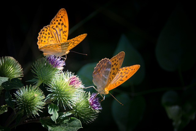 Mơ thấy bướm