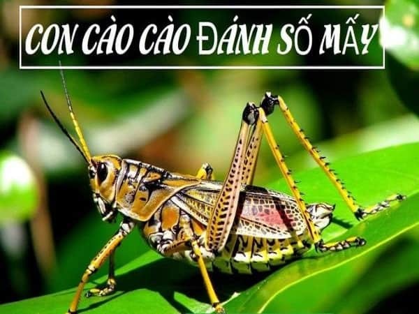 MƠ THẤY CON CÀO CÀO ĐÁNH SỐ GÌ?