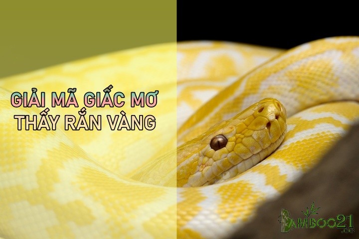 Mơ thấy rắn vàng