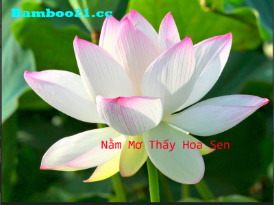 Nằm Mơ Thấy Hoa Sen ! Tốt Hay Xấu Đánh Con Gì May Mắn ?