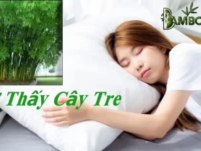 Ngũ Mơ Thấy Cây Tre Là Điềm Báo Gì, Đánh Số Mấy ?