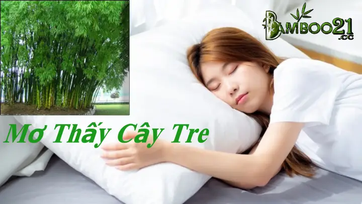 Ngũ Mơ Thấy Cây Tre 