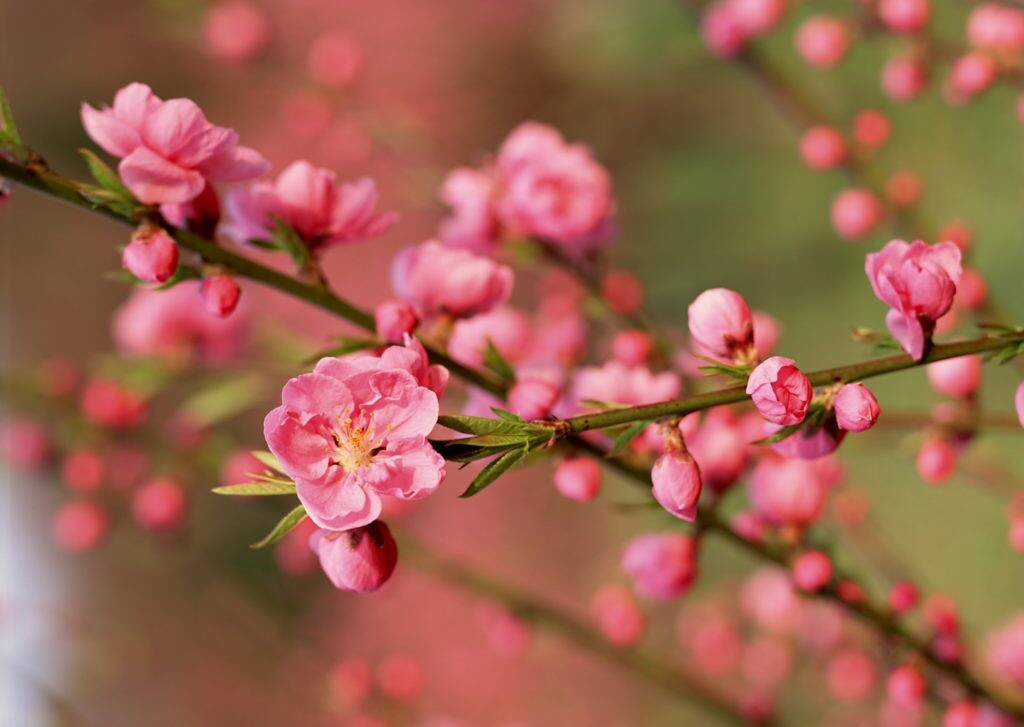 Nằm mơ thấy hoa đào