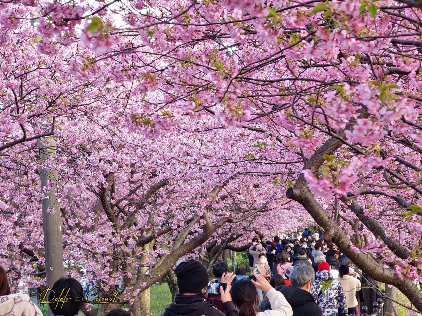 Ngắm hoa anh đào, còn được gọi là hanami,