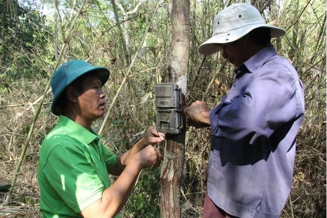 Thông qua bẫy ảnh, phát hiện nhiều động vật quý hiếm trong Vườn quốc gia Phước Bình