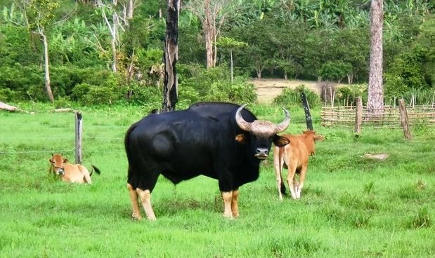 Năm 2008, người dân địa phương phát hiện con bò tót đực từ đại ngàn về làng