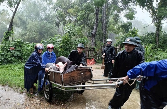 Con Cuông di dời vật nuôi lên vị trí cao tránh lũ, ngày 21/9 lũ cuốn