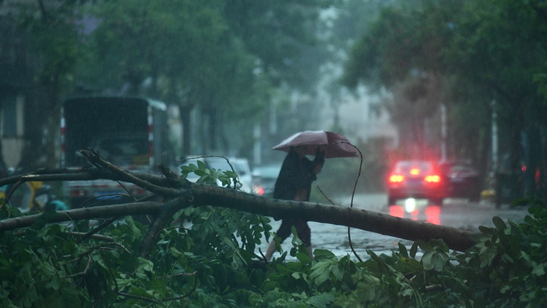 Cây lớn đổ trên đường phố ở thành phố Quỳnh Hải, tỉnh Hải Nam, Trung Quốc ngày 6/9/2024