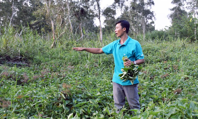 Bảo tồn 60 ha rừng tràm để 'dụ' ong lấy mật thu tiền tỷ